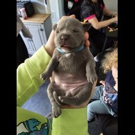 Staffordshire Bull Terrier - Both