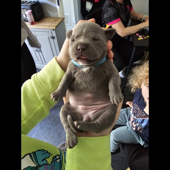 Staffordshire Bull Terrier - Both
