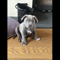 Mixed Breed - Dogs