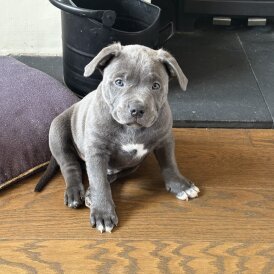 Mixed Breed - Dogs