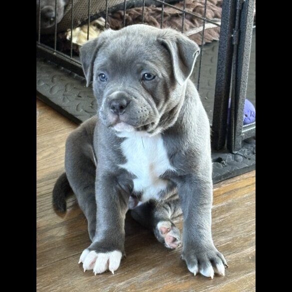Mixed Breed - Dogs