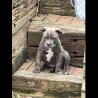 Mixed Breed - Dogs