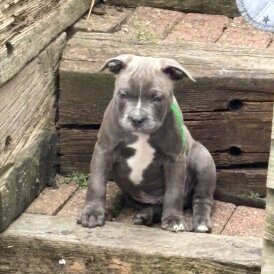 Mixed Breed - Dogs