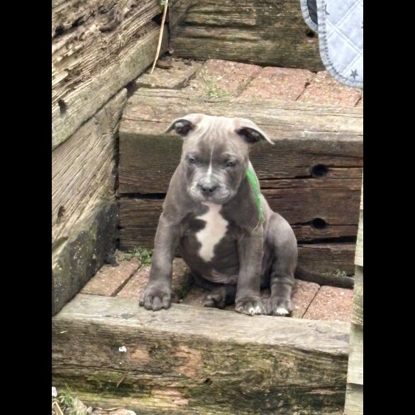 Mixed Breed - Dogs
