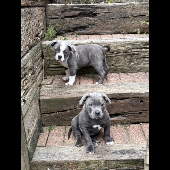 Mixed Breed - Dogs