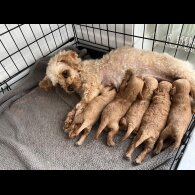 Cavapoo - Both
