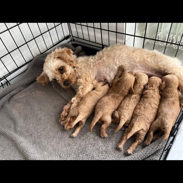 Cavapoo - Both