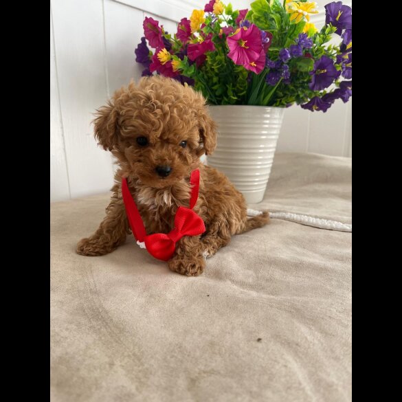 Cavapoo - Both