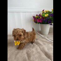 Cavapoo - Both