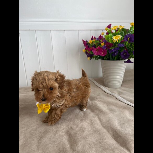 Cavapoo - Both