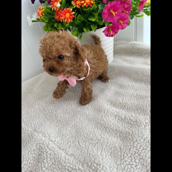 Cavapoo - Both