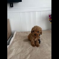 Cavapoo - Both