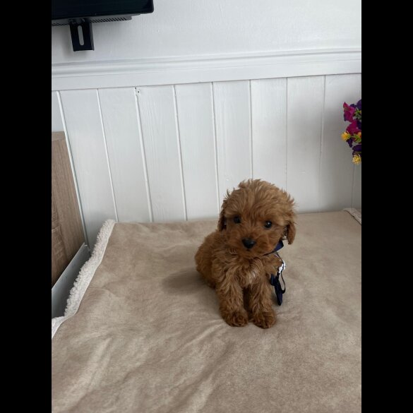 Cavapoo - Both