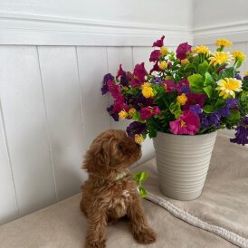 Cavapoo - Both