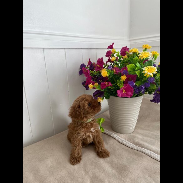 Cavapoo - Both