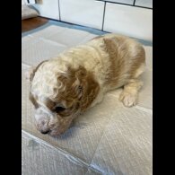 Cavapoo - Both