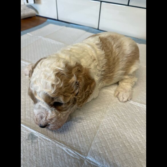 Cavapoo - Both