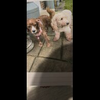 Cavapoo - Both