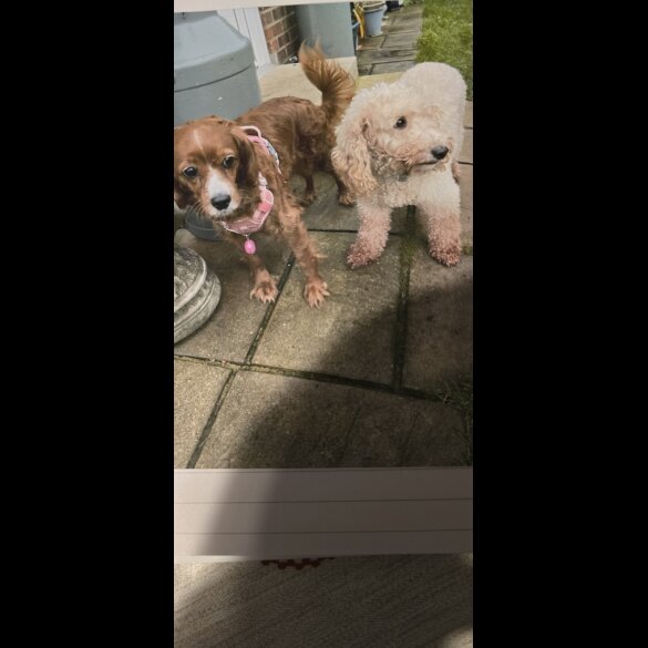 Cavapoo - Both