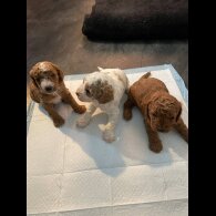 Cavapoo - Both