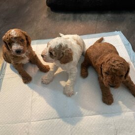 Cavapoo - Both