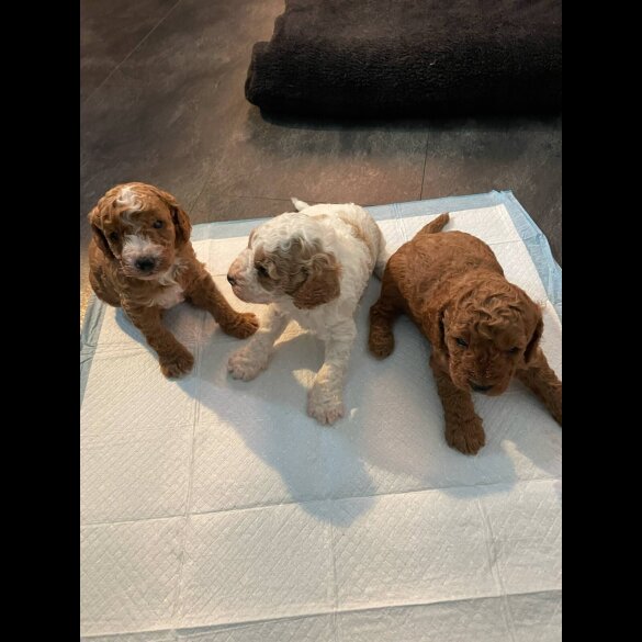 Cavapoo - Both