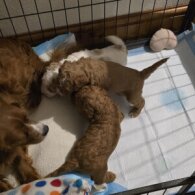 Cavapoo - Both