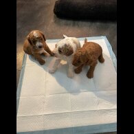 Cavapoo - Both