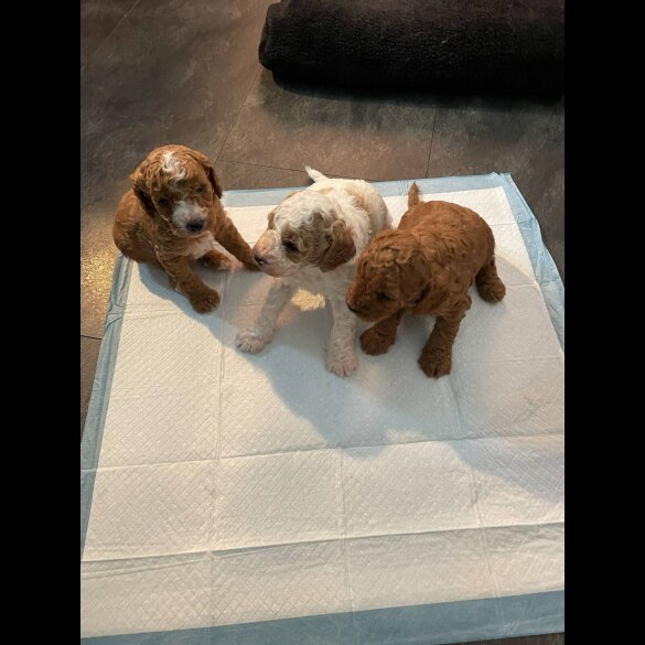 Cavapoo - Both