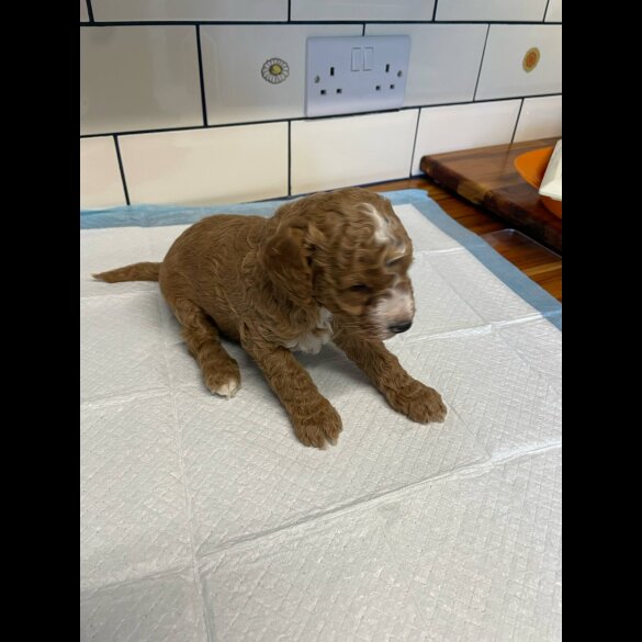 Cavapoo - Both