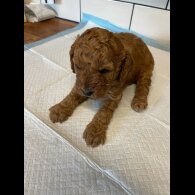 Cavapoo - Both