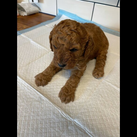 Cavapoo - Both