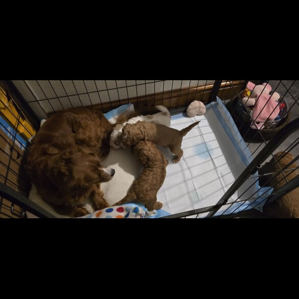 Cavapoo - Both