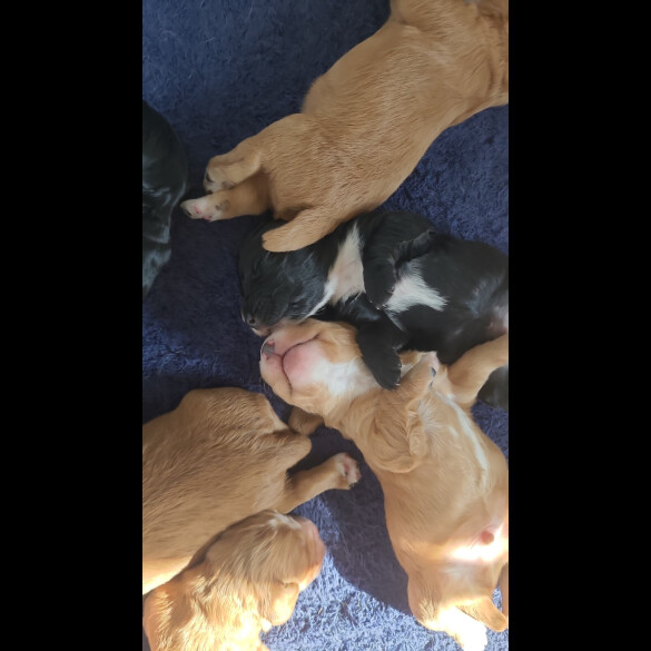 Cocker Spaniel (Working &amp; Show) - Both
