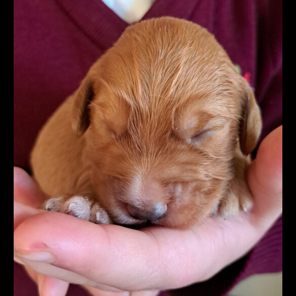 Cocker Spaniel (Working &amp; Show) - Both
