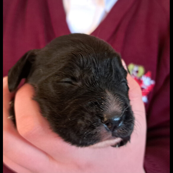 Cocker Spaniel (Working &amp; Show) - Both