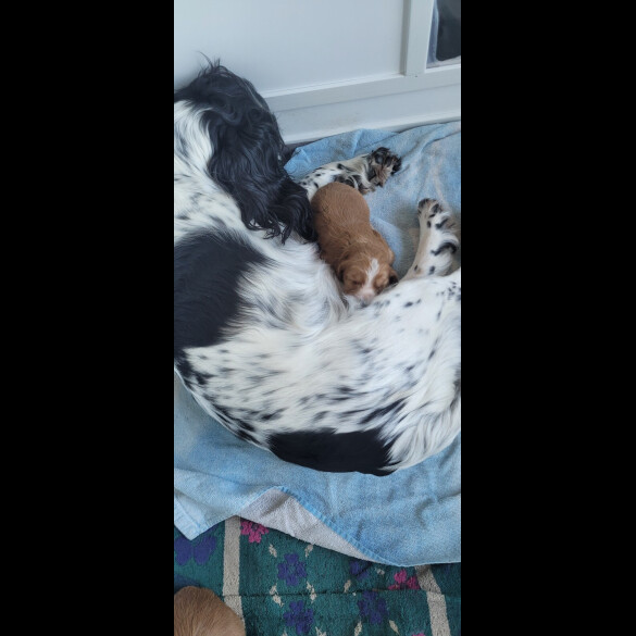 Cocker Spaniel (Working &amp; Show) - Both