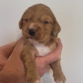 Cocker Spaniel (Working &amp; Show) - Both