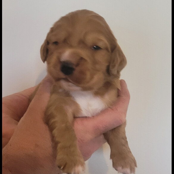 Cocker Spaniel (Working &amp; Show) - Both