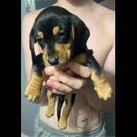 Dachshund (Standard &amp; Miniature) - Dogs