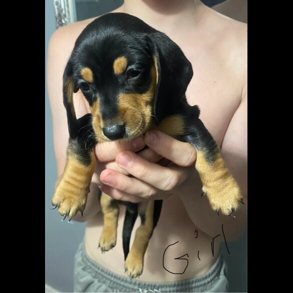Dachshund (Standard &amp; Miniature) - Dogs