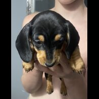 Dachshund (Standard &amp; Miniature) - Dogs