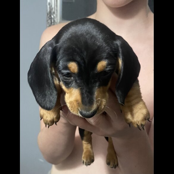 Dachshund (Standard &amp; Miniature) - Dogs