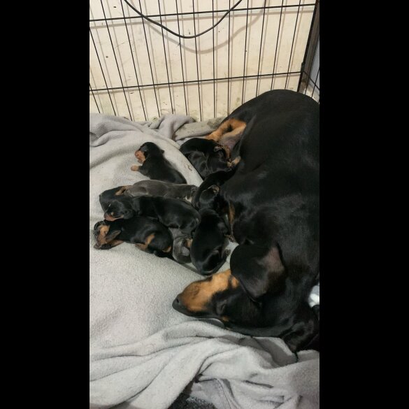 Dachshund (Standard &amp; Miniature) - Dogs
