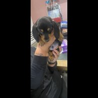 Dachshund (Standard &amp; Miniature) - Dogs
