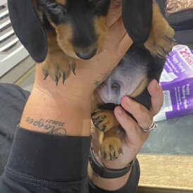 Dachshund (Standard &amp; Miniature) - Dogs