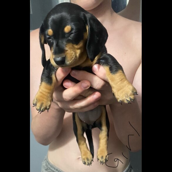 Dachshund (Standard &amp; Miniature) - Dogs