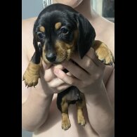 Dachshund (Standard &amp; Miniature) - Dogs