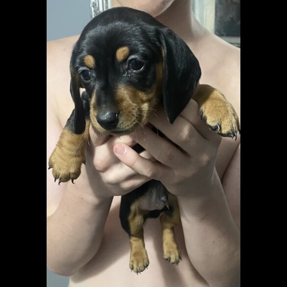 Dachshund (Standard &amp; Miniature) - Dogs