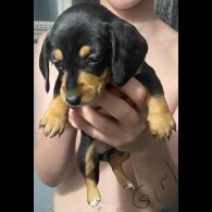 Dachshund (Standard &amp; Miniature) - Dogs